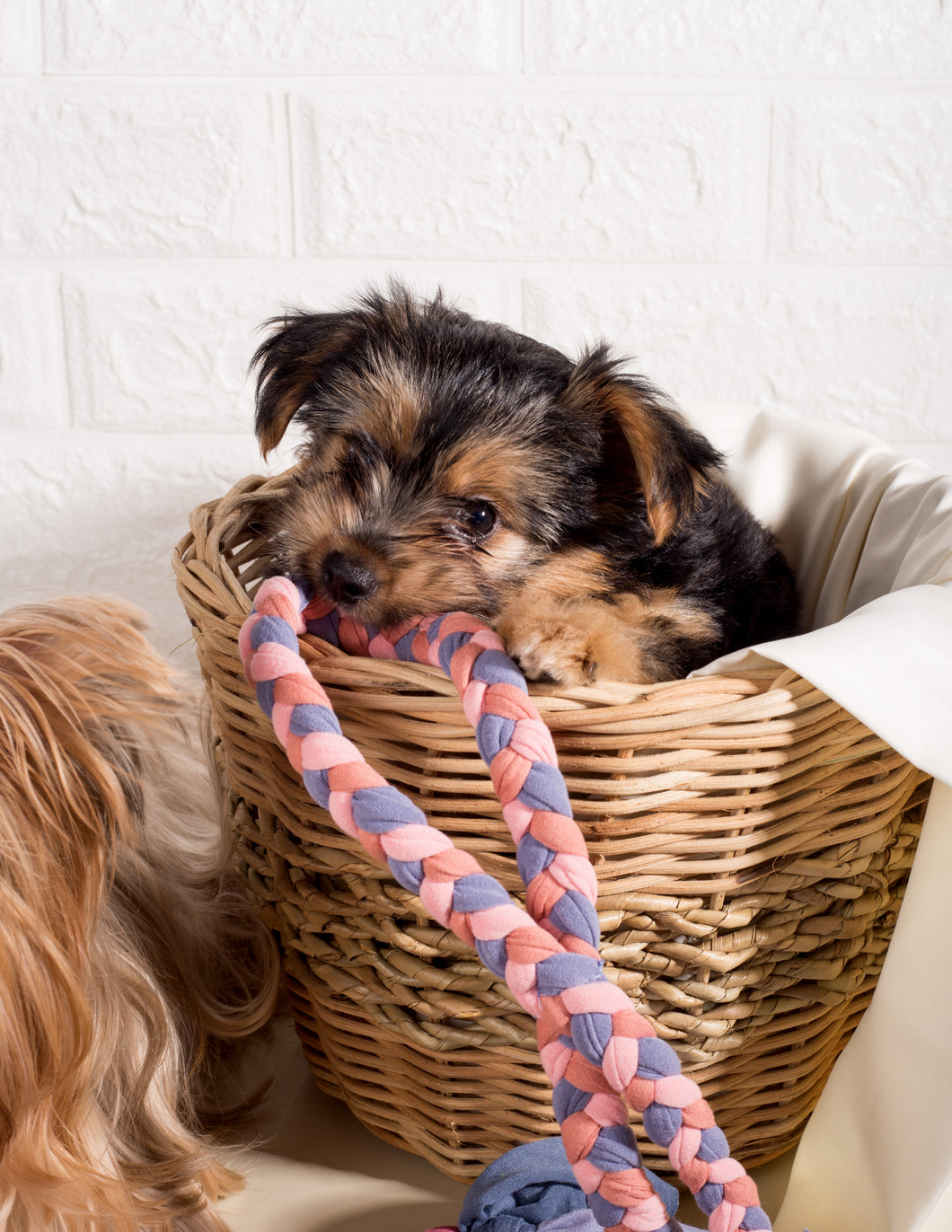PUPPY TOY